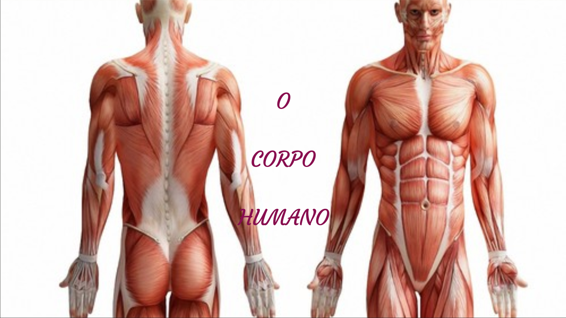 Cuerpo humano